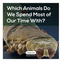 Which Animals Do We Spend Most of Our Time With? PickP