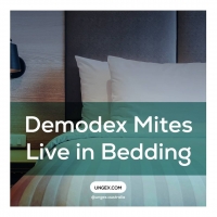 Can Demodex Mites Live in Bedding?