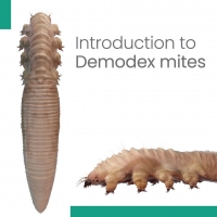 Introduction to Demodex Mites PickP