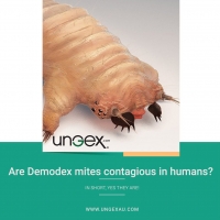 Are Demodex mites contagious in humans? PickP