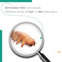 Demodex mite” that can cause different kinds of hair or skin disorders PickP
