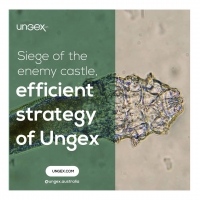 Siege of the enemy castle, efficient strategy of Ungex