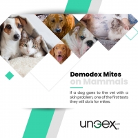 Demodex mite on mammals