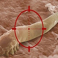 Are Demodex Mites Contagious? 🧐