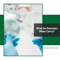 What Do Demodex Mites Carrry?