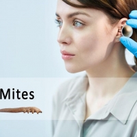 What Are the Ear Mites and Their Symptoms? 🤔