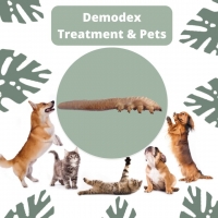 Demodex Treatment & Pets