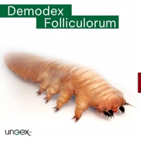 Demodex Folliculorum PickP