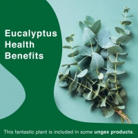 Eucalyptus Health Benefits