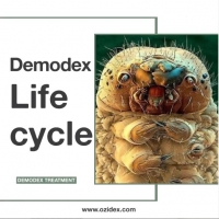 Demodex life cycle